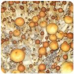 Псилоцибиновые (галлюциногенные)  грибы Psilocybin "Golden Teacher" в Яровом