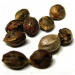 Семена марихуаны АК-47  (Seeds AK-47) в Яровом